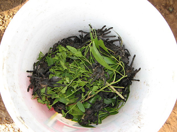 【Cambodia】吳哥窟食物 @莉莉安小貴婦旅行札記 @莉莉安小貴婦旅行札記