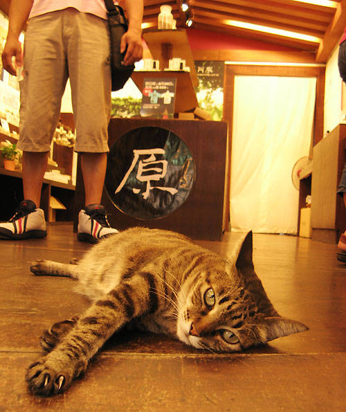 台北九份,台北旅遊,台北景點推薦,台灣,台灣台北,新北市,旅行,金瓜石,黃金博物館 台北九份,台北旅遊,台北景點推薦,台灣,台灣台北,新北市,旅行,金瓜石,黃金博物館