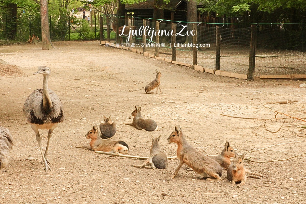 網站近期文章：盧比安納動物園Ljubljana Zoo：Slovenia斯洛維尼亞景點推薦，親子放電天堂