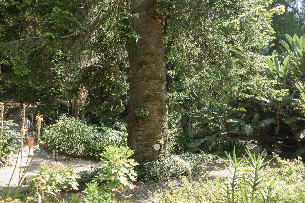 蒙塞拉特宮, Palacio de Monserrate, 辛特拉, 辛特拉推薦景點, sintra葡萄牙, sintra景點, sintra遊記, 葡萄牙自助, 里斯本景點, 葡萄牙行程, 里斯本遊記, lisbon旅遊, 葡萄牙遊記, 里斯本行程, 里斯本自助, lisbon景點