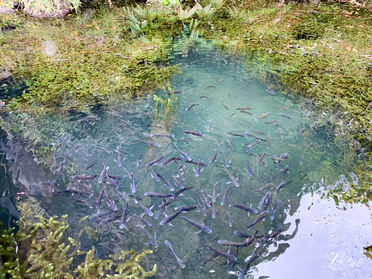 龜山島, 宜蘭龜山島, 宜蘭生態旅行, 親子旅遊, 宜蘭親子旅遊, 宜蘭親子景點, 龜山島登島, 龜山島環島, 宜蘭親子景點推薦, 龜山島賞鯨, KLOOK龜山島行程, 烏石港龜山島