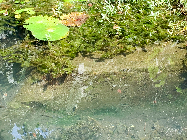 龜山島, 宜蘭龜山島, 宜蘭生態旅行, 親子旅遊, 宜蘭親子旅遊, 宜蘭親子景點, 龜山島登島, 龜山島環島, 宜蘭親子景點推薦, 龜山島賞鯨, KLOOK龜山島行程, 烏石港龜山島