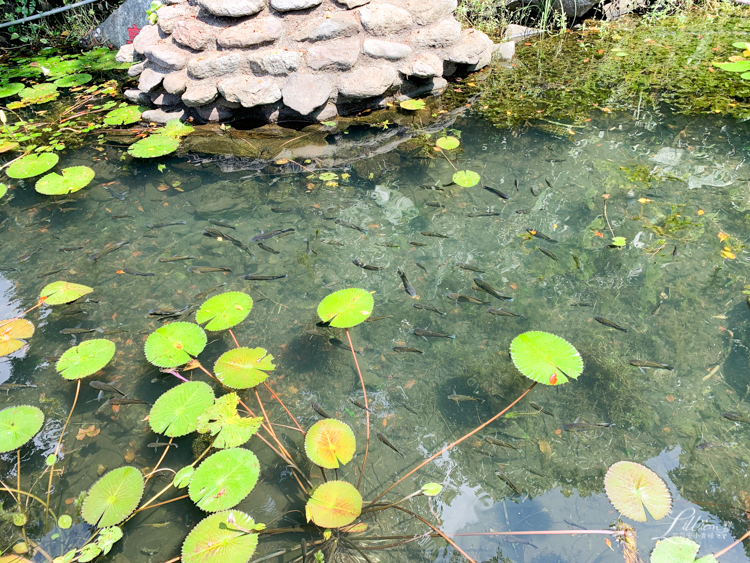 龜山島, 宜蘭龜山島, 宜蘭生態旅行, 親子旅遊, 宜蘭親子旅遊, 宜蘭親子景點, 龜山島登島, 龜山島環島, 宜蘭親子景點推薦, 龜山島賞鯨, KLOOK龜山島行程, 烏石港龜山島