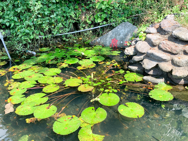 龜山島, 宜蘭龜山島, 宜蘭生態旅行, 親子旅遊, 宜蘭親子旅遊, 宜蘭親子景點, 龜山島登島, 龜山島環島, 宜蘭親子景點推薦, 龜山島賞鯨, KLOOK龜山島行程, 烏石港龜山島