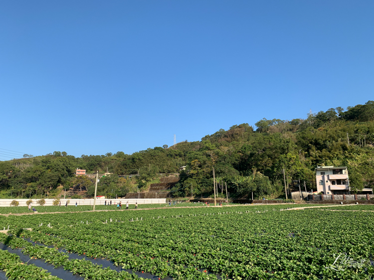 採草莓, 苗栗大湖採草莓, 苗栗大湖草莓, 苗栗草莓, 採草莓推薦, 大湖草莓推薦, 苗栗草莓推薦, 大湖草莓季, 苗栗景點推薦, 苗栗親子, 苗栗親子旅行, 大湖酒莊, 大湖酒莊採草莓, 草莓文化館