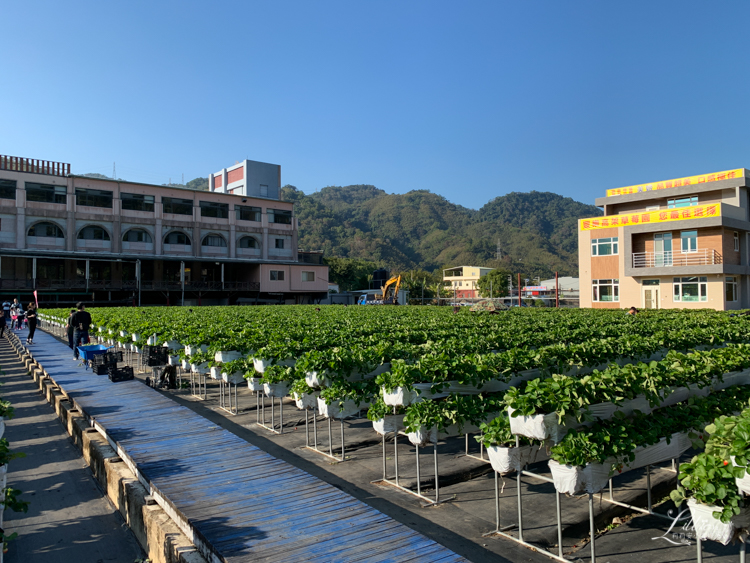 採草莓, 苗栗大湖採草莓, 苗栗大湖草莓, 苗栗草莓, 採草莓推薦, 大湖草莓推薦, 苗栗草莓推薦, 大湖草莓季, 苗栗景點推薦, 苗栗親子, 苗栗親子旅行, 大湖酒莊, 大湖酒莊採草莓, 草莓文化館