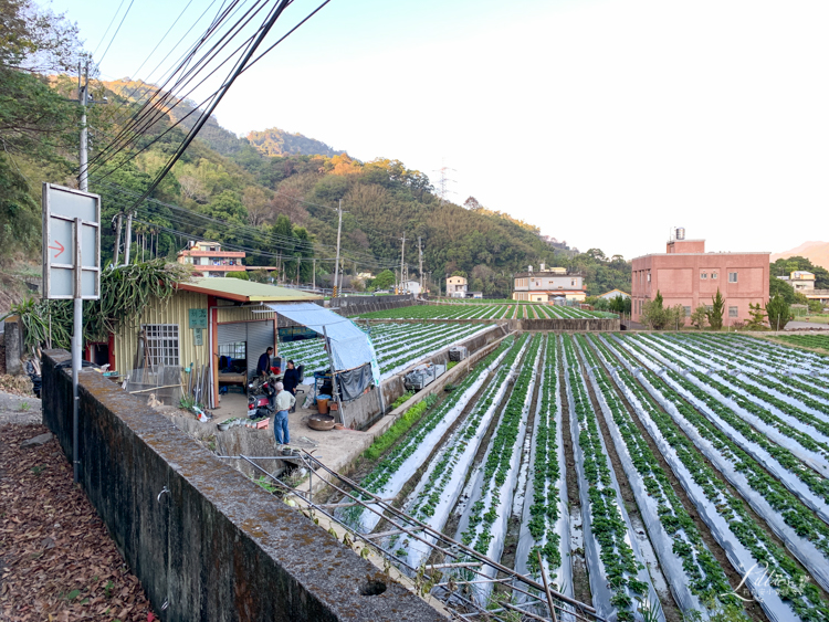 採草莓, 苗栗大湖採草莓, 苗栗大湖草莓, 苗栗草莓, 採草莓推薦, 大湖草莓推薦, 苗栗草莓推薦, 大湖草莓季, 苗栗景點推薦, 苗栗親子, 苗栗親子旅行, 大湖酒莊, 大湖酒莊採草莓, 草莓文化館