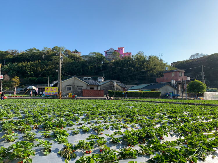 採草莓, 苗栗大湖採草莓, 苗栗大湖草莓, 苗栗草莓, 採草莓推薦, 大湖草莓推薦, 苗栗草莓推薦, 大湖草莓季, 苗栗景點推薦, 苗栗親子, 苗栗親子旅行, 大湖酒莊, 大湖酒莊採草莓, 草莓文化館