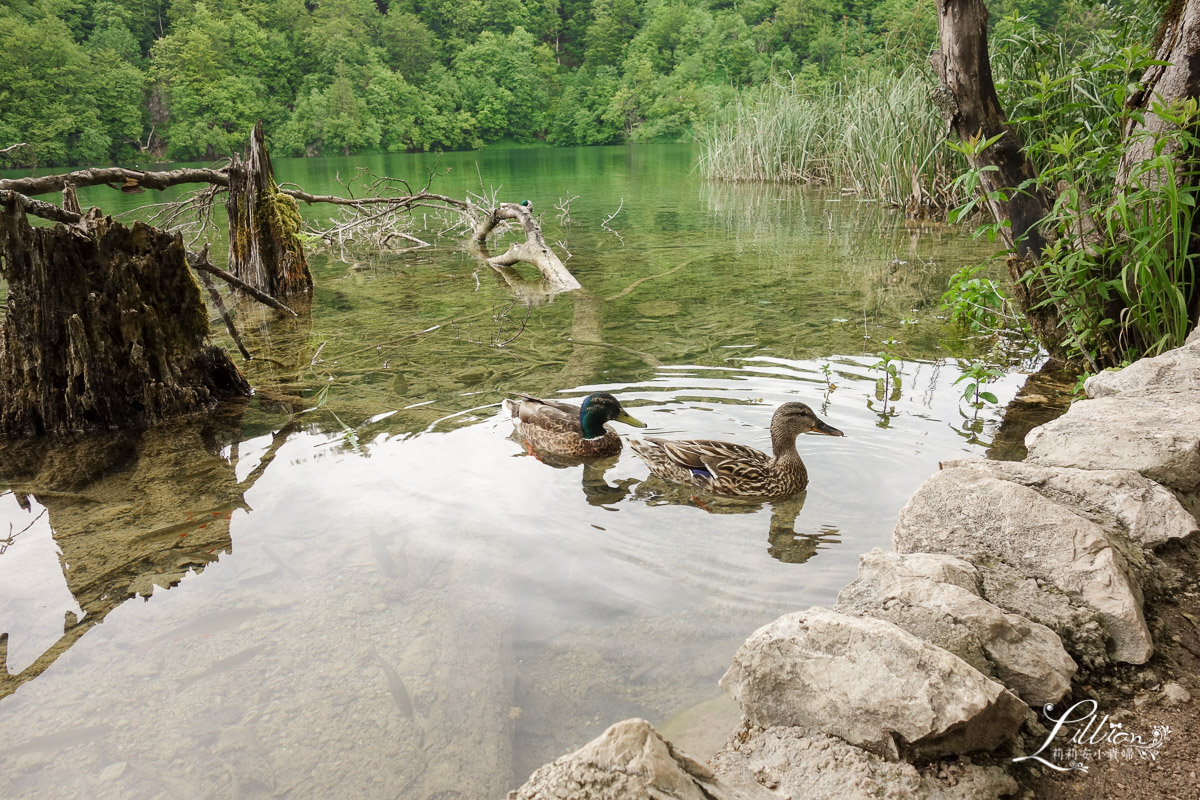 十六湖國家公園懶人包, 十六湖國家公園, 普利特維採湖群國家公園, Nacionalni park Plitvička jezera, 十六湖國家公園攻略, 十六湖國家公園季節, 十六湖國家公園開放時間, 十六湖國家公園門票, 16湖國家公園, 16湖國家公園攻略, 16湖國家公園門票, 16湖國家公園交通, 16湖國家公園路線, 16湖國家公園旅遊, 16湖國家公園地圖, 克羅埃西亞, 克羅埃西亞自由行, 克羅埃西亞旅遊, 克羅埃西亞推薦景點, 克羅埃西亞物價, 十六湖國家公園攻略, 克羅埃西亞十六湖, 十六湖國家公園介紹, 十六湖國家公園上湖區