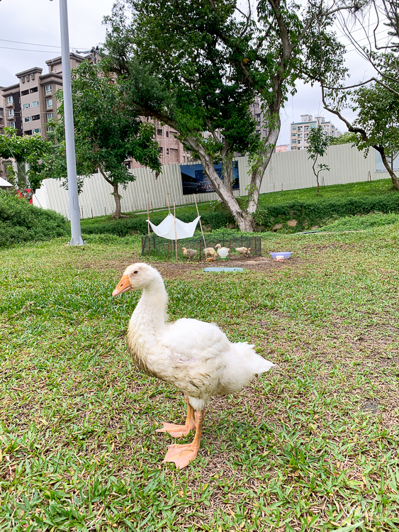 大有梯田生態公園, 桃園親子景點推薦, 桃園親子公園推薦, 桃園市公園推薦, 桃園遊戲區推薦, 桃園週末景點推薦