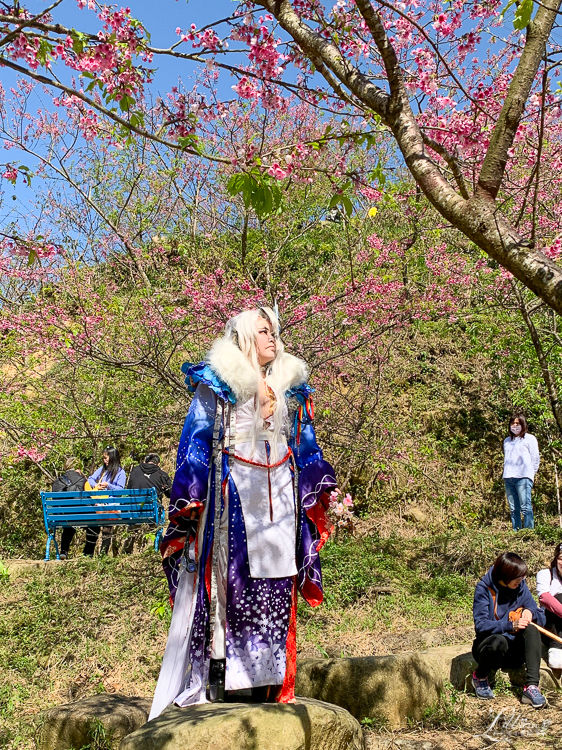 台北賞櫻推薦, 大熊櫻花林, 三峽櫻花, 北部賞櫻攻略, 大熊櫻花林交通方式, 三峽櫻花交通方式, 大熊櫻花林花況, 三峽櫻花花況, 新北市賞櫻推薦, 桃園賞櫻推薦