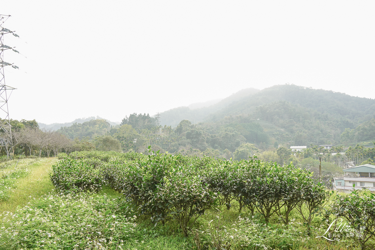 日月老茶廠, 南投2022景點推薦, 南投景點推薦, 茶金拍攝地點, 日月潭景點推薦, 南投, 魚池景點推薦