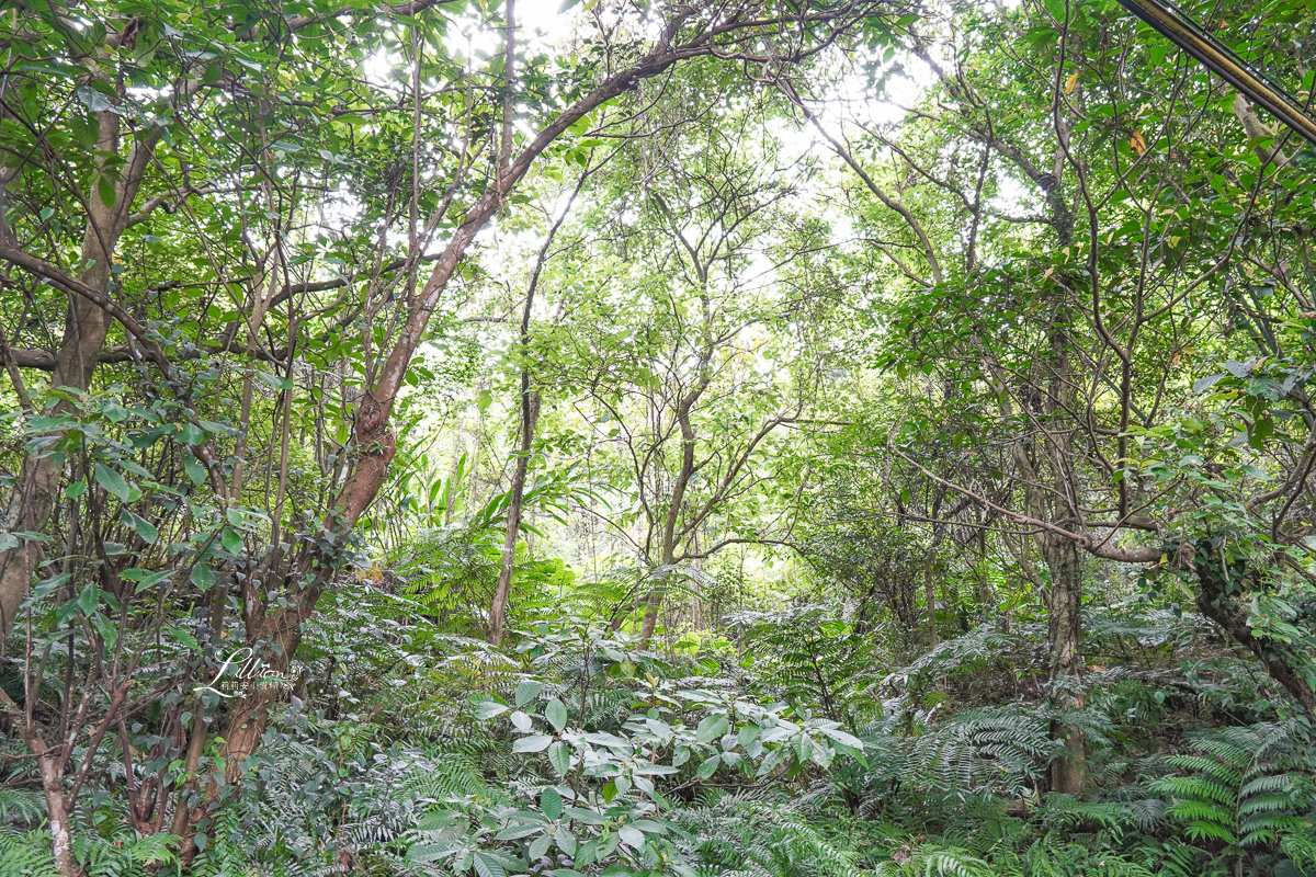 台北市步道推薦, 虎山自然步道, 台北親子步道推薦, 台北網美打卡景點, 虎山自然步道交通方式, 虎山自然步道路線, 台北市看螢火蟲景點, 台北市看獨角仙景點, 四獸山步道, 台北森林步道推薦, 松山慈惠堂, 台北親子森林步道推薦, 虎山自然步道停車場, 四獸山市民森林, 虎山溪步道