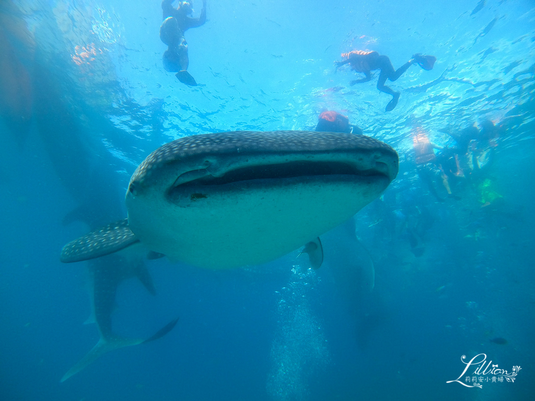 菲律賓薄荷島自由行推薦景點｜薄荷島鯨鯊浮潛Bohol whale shark。與海裡溫柔巨人共游，一輩子難忘的體驗@莉莉安小貴婦旅行札記