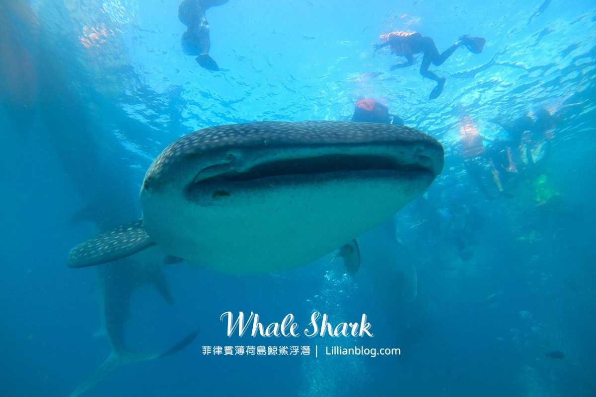 菲律賓薄荷島自由行推薦景點｜薄荷島鯨鯊浮潛Bohol whale shark。與海裡溫柔巨人共游，一輩子難忘的體驗@莉莉安小貴婦旅行札記
