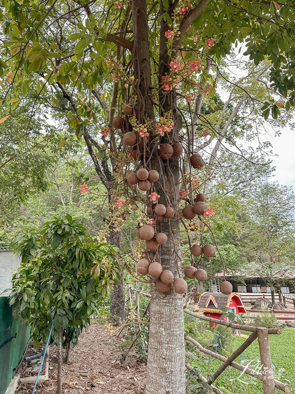 考艾自由行, 考艾國家公園, khao yai, 考艾, 考艾景點, 泰國考艾, 泰國親子自由行, Bonanza Exotic Zoo, 考艾動物園