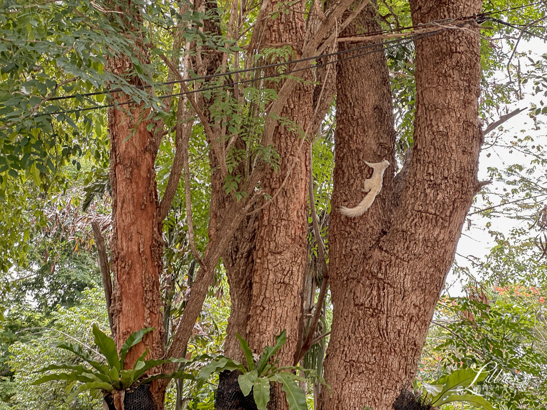 考艾自由行, 考艾國家公園, khao yai, 考艾, 考艾景點, 泰國考艾, 泰國親子自由行, Bonanza Exotic Zoo, 考艾動物園