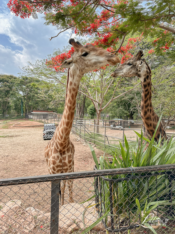 考艾自由行, 考艾國家公園, khao yai, 考艾, 考艾景點, 泰國考艾, 泰國親子自由行, Bonanza Exotic Zoo, 考艾動物園