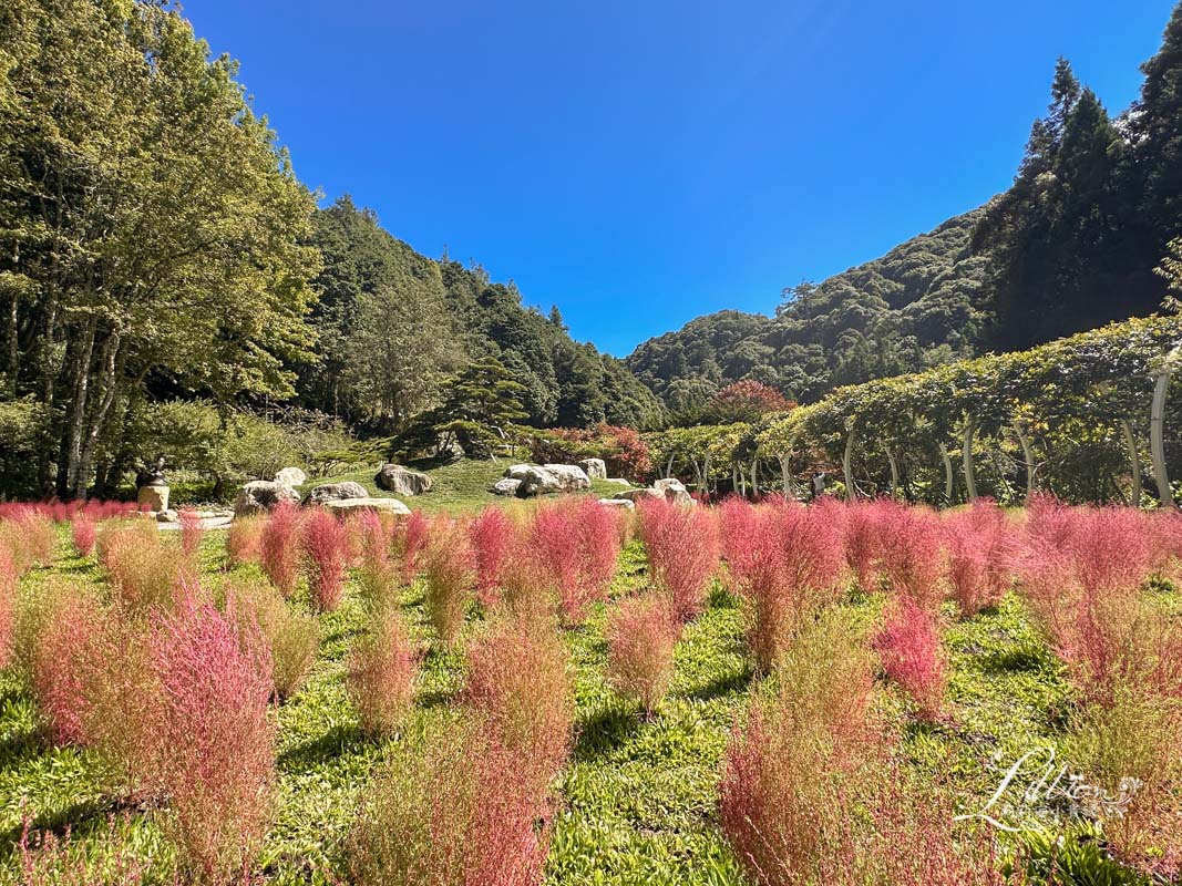 杉林溪, 杉林溪森林生態渡假園區, 杉林溪森林遊樂園, 杉林溪門票, 杉林溪住宿推薦, 衫林溪衫, 南投杉林溪, 杉林溪大飯店, 南投景點推薦