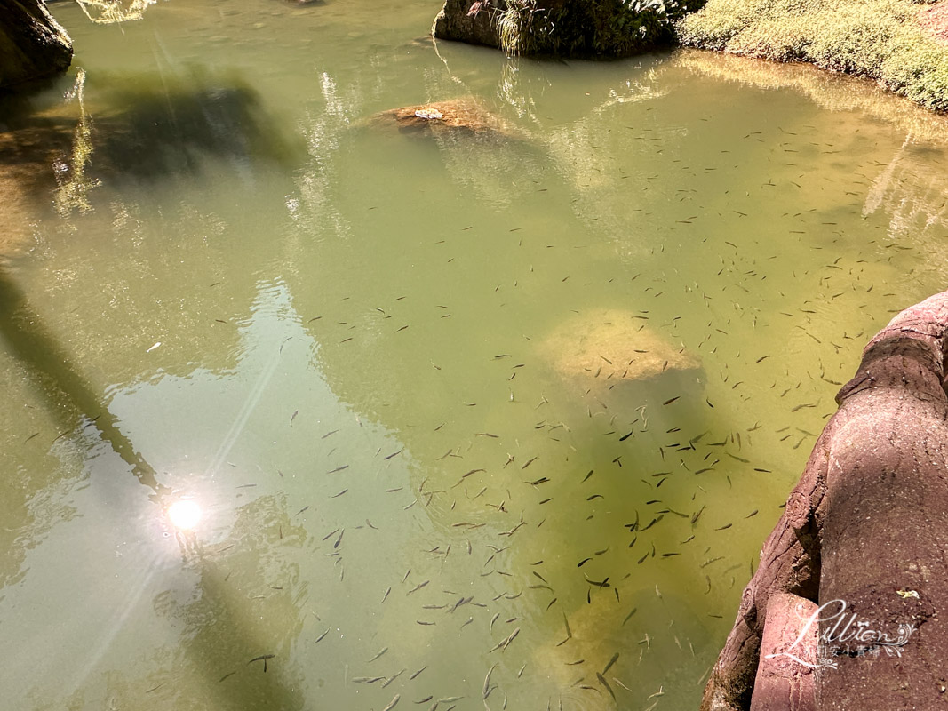 杉林溪, 杉林溪森林生態渡假園區, 杉林溪森林遊樂園, 杉林溪門票, 杉林溪住宿推薦, 衫林溪衫, 南投杉林溪, 杉林溪大飯店, 南投景點推薦