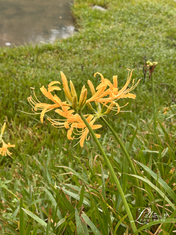 新北景點推薦, 貢寮景點推薦, 開蘭小旅行, 遇見雞母嶺, 淡蘭古道, 阿松檳榔烘焙坊, 山藥米蛋糕, 石花菜, 一八九漁舖, 食魚教育, 澳底漁港, 貢寮美食, 澳底, 貢寮一日遊, 貢寮秘境, 貢寮美食推薦