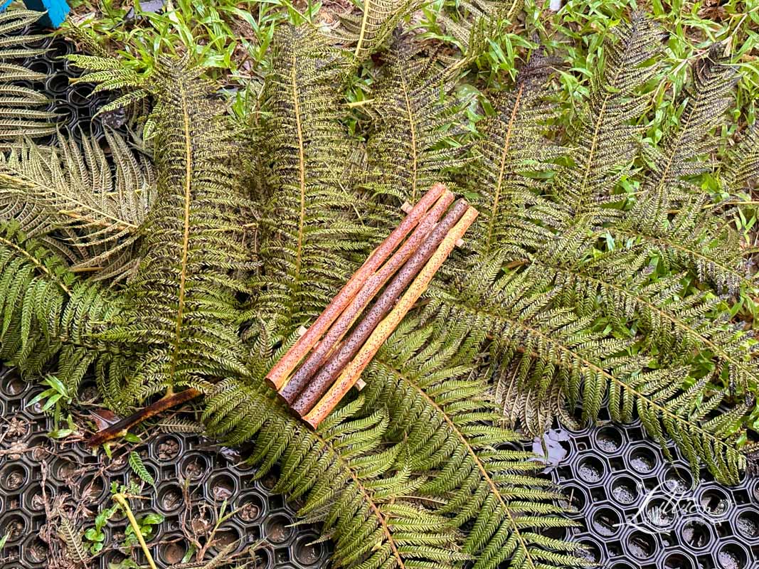 新北景點推薦, 貢寮景點推薦, 開蘭小旅行, 遇見雞母嶺, 淡蘭古道, 阿松檳榔烘焙坊, 山藥米蛋糕, 石花菜, 一八九漁舖, 食魚教育, 澳底漁港, 貢寮美食, 澳底, 貢寮一日遊, 貢寮秘境, 貢寮美食推薦