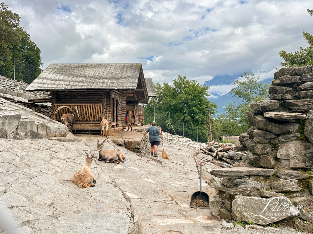 哈德昆登山纜車, 哈德昆觀景台, Harder Kulm, Harderbahn, 因特拉肯, interlaken ost, interlaken west, 茵特拉根, 瑞士旅遊, 瑞士自由行, 瑞士景點, 瑞士旅行通行證, 圖恩湖, Thunersee, 布里恩茨湖, Brienzersee, Alpine Wildlife Park Interlaken, 阿爾卑斯山土撥鼠