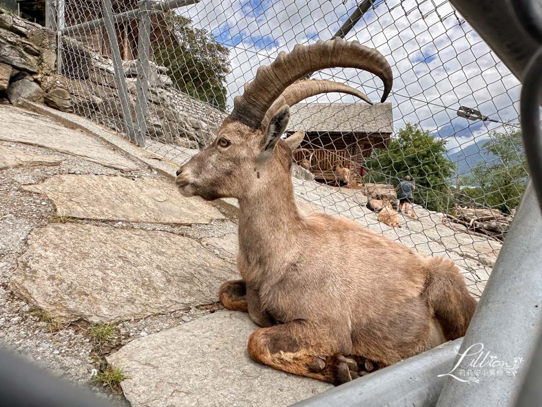 哈德昆登山纜車, 哈德昆觀景台, Harder Kulm, Harderbahn, 因特拉肯, interlaken ost, interlaken west, 茵特拉根, 瑞士旅遊, 瑞士自由行, 瑞士景點, 瑞士旅行通行證, 圖恩湖, Thunersee, 布里恩茨湖, Brienzersee, Alpine Wildlife Park Interlaken, 阿爾卑斯山土撥鼠
