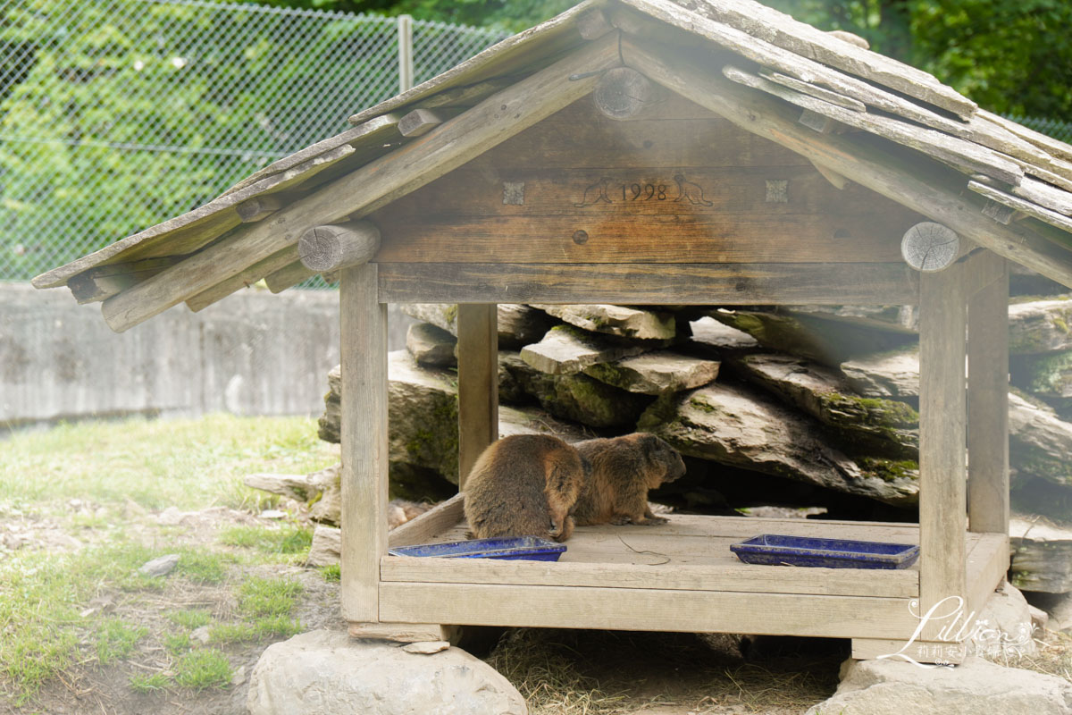 哈德昆登山纜車, 哈德昆觀景台, Harder Kulm, Harderbahn, 因特拉肯, interlaken ost, interlaken west, 茵特拉根, 瑞士旅遊, 瑞士自由行, 瑞士景點, 瑞士旅行通行證, 圖恩湖, Thunersee, 布里恩茨湖, Brienzersee, Alpine Wildlife Park Interlaken, 阿爾卑斯山土撥鼠