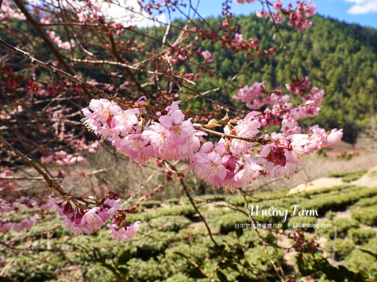 網站近期文章：2026武陵農場櫻花季攻略：一日遊交通、花況、粉紅花海拍照秘境全公開！