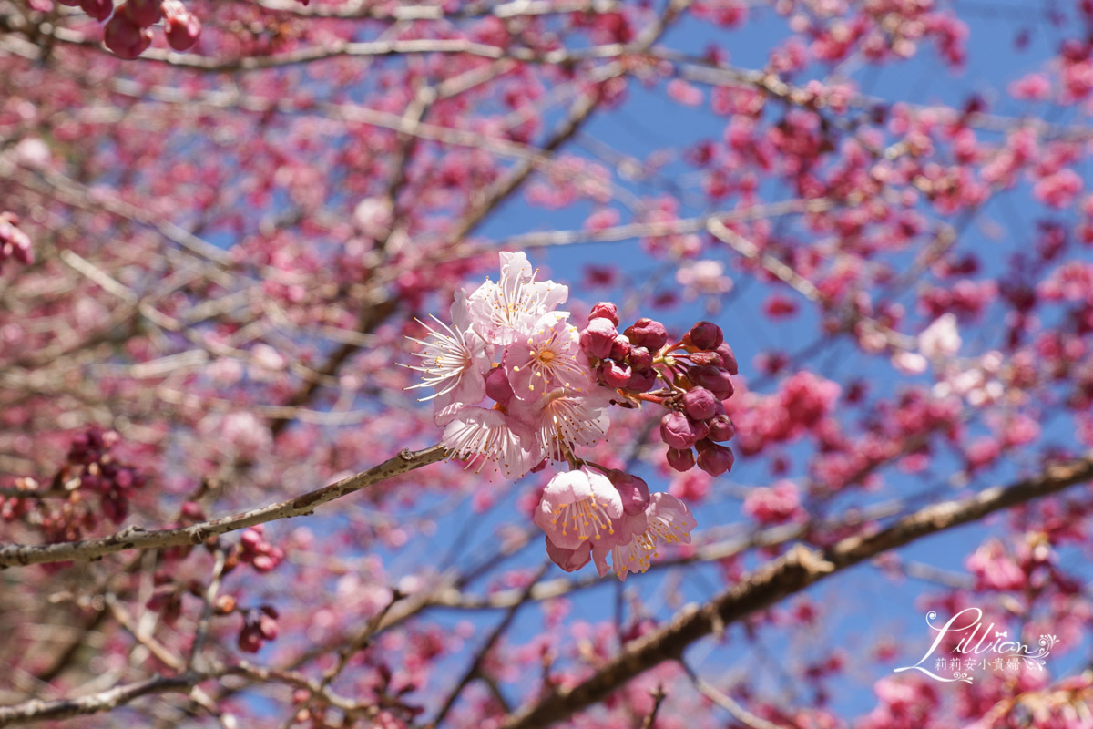 武陵農場, 武陵農場住宿, 武陵, 武陵農場櫻花季, 賞櫻, 台灣櫻花, 賞櫻花景點, 櫻花季, 台中景點推薦 武陵農場, 武陵農場住宿, 武陵, 武陵農場櫻花季, 賞櫻, 台灣櫻花, 賞櫻花景點, 櫻花季, 台中景點推薦