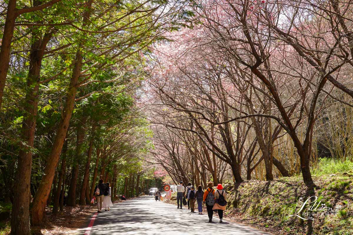 武陵農場, 武陵農場住宿, 武陵, 武陵農場櫻花季, 賞櫻, 台灣櫻花, 賞櫻花景點, 櫻花季, 台中景點推薦 武陵農場, 武陵農場住宿, 武陵, 武陵農場櫻花季, 賞櫻, 台灣櫻花, 賞櫻花景點, 櫻花季, 台中景點推薦