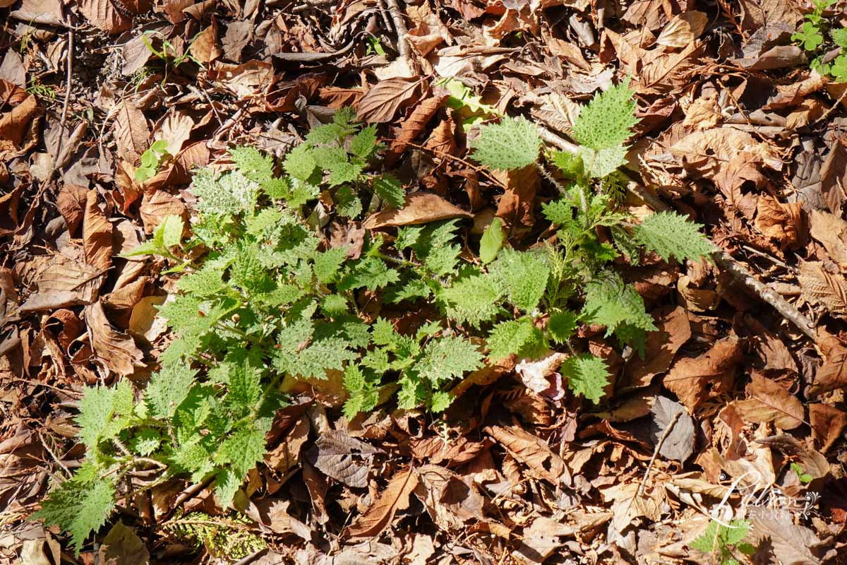 武陵農場, 武陵農場住宿, 武陵, 武陵農場櫻花季, 賞櫻, 台灣櫻花, 賞櫻花景點, 櫻花季, 台中景點推薦 武陵農場, 武陵農場住宿, 武陵, 武陵農場櫻花季, 賞櫻, 台灣櫻花, 賞櫻花景點, 櫻花季, 台中景點推薦