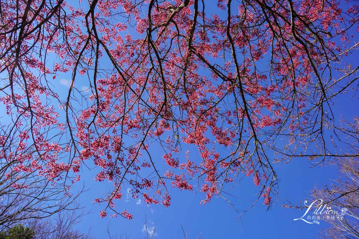 武陵農場, 武陵農場住宿, 武陵, 武陵農場櫻花季, 賞櫻, 台灣櫻花, 賞櫻花景點, 櫻花季, 台中景點推薦 武陵農場, 武陵農場住宿, 武陵, 武陵農場櫻花季, 賞櫻, 台灣櫻花, 賞櫻花景點, 櫻花季, 台中景點推薦