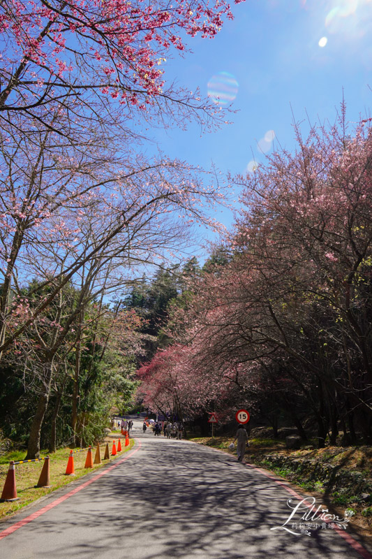 武陵農場, 武陵農場住宿, 武陵, 武陵農場櫻花季, 賞櫻, 台灣櫻花, 賞櫻花景點, 櫻花季, 台中景點推薦 武陵農場, 武陵農場住宿, 武陵, 武陵農場櫻花季, 賞櫻, 台灣櫻花, 賞櫻花景點, 櫻花季, 台中景點推薦