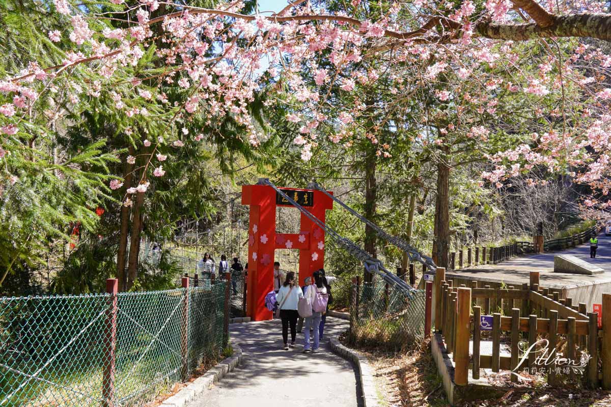 武陵農場, 武陵農場住宿, 武陵, 武陵農場櫻花季, 賞櫻, 台灣櫻花, 賞櫻花景點, 櫻花季, 台中景點推薦 武陵農場, 武陵農場住宿, 武陵, 武陵農場櫻花季, 賞櫻, 台灣櫻花, 賞櫻花景點, 櫻花季, 台中景點推薦