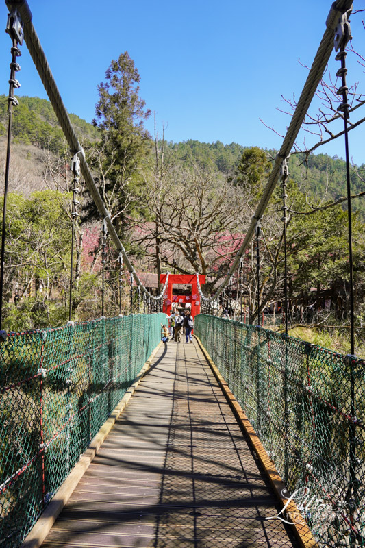 武陵農場, 武陵農場住宿, 武陵, 武陵農場櫻花季, 賞櫻, 台灣櫻花, 賞櫻花景點, 櫻花季, 台中景點推薦 武陵農場, 武陵農場住宿, 武陵, 武陵農場櫻花季, 賞櫻, 台灣櫻花, 賞櫻花景點, 櫻花季, 台中景點推薦