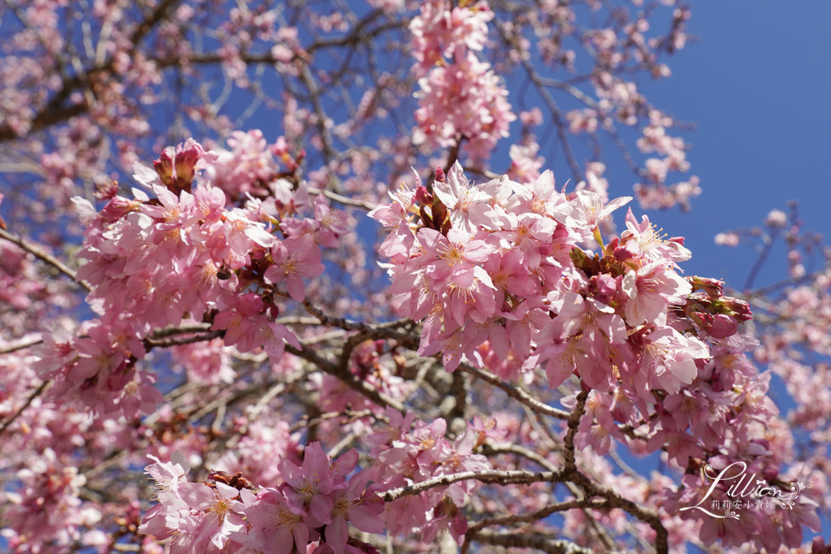 武陵農場, 武陵農場住宿, 武陵, 武陵農場櫻花季, 賞櫻, 台灣櫻花, 賞櫻花景點, 櫻花季, 台中景點推薦 武陵農場, 武陵農場住宿, 武陵, 武陵農場櫻花季, 賞櫻, 台灣櫻花, 賞櫻花景點, 櫻花季, 台中景點推薦