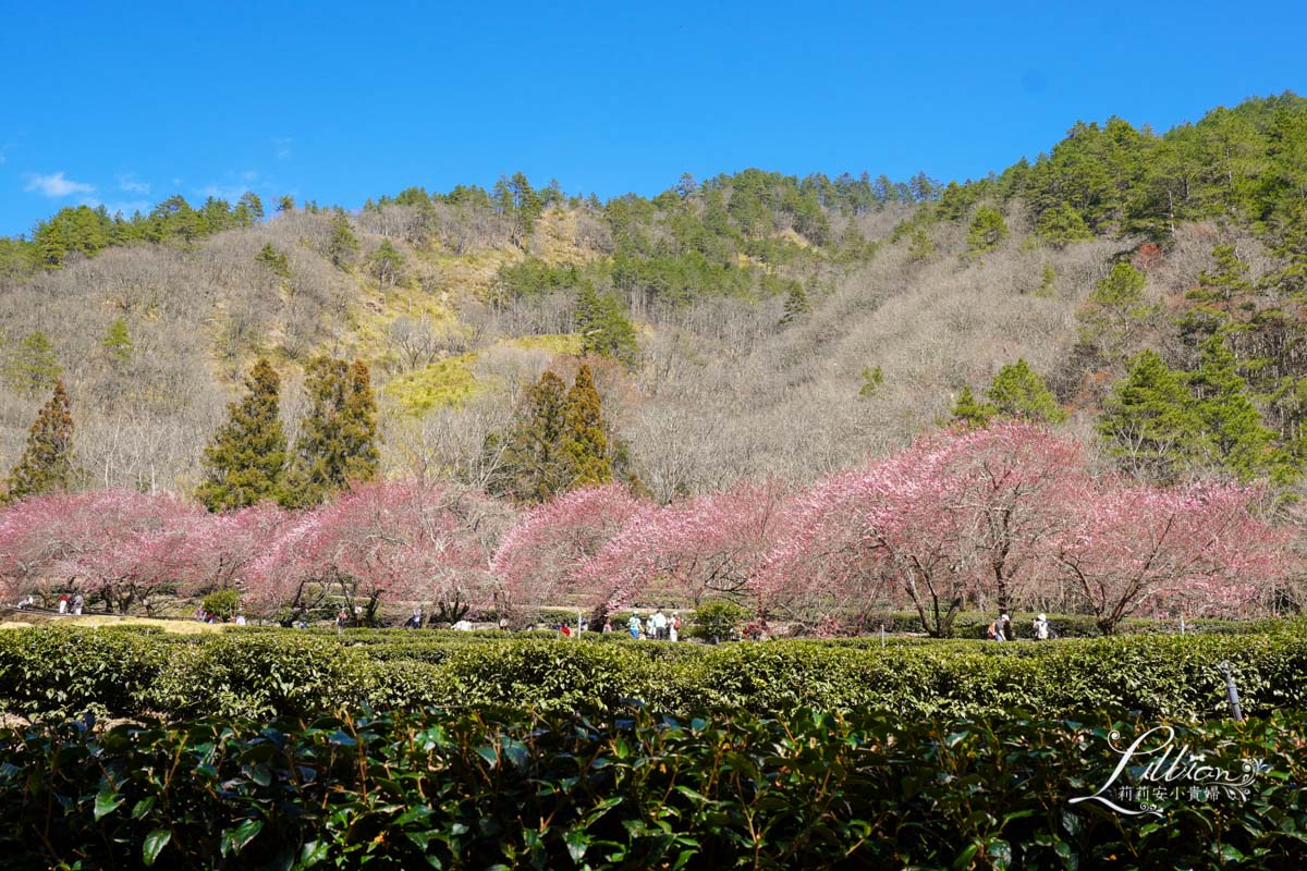 武陵農場, 武陵農場住宿, 武陵, 武陵農場櫻花季, 賞櫻, 台灣櫻花, 賞櫻花景點, 櫻花季, 台中景點推薦 武陵農場, 武陵農場住宿, 武陵, 武陵農場櫻花季, 賞櫻, 台灣櫻花, 賞櫻花景點, 櫻花季, 台中景點推薦