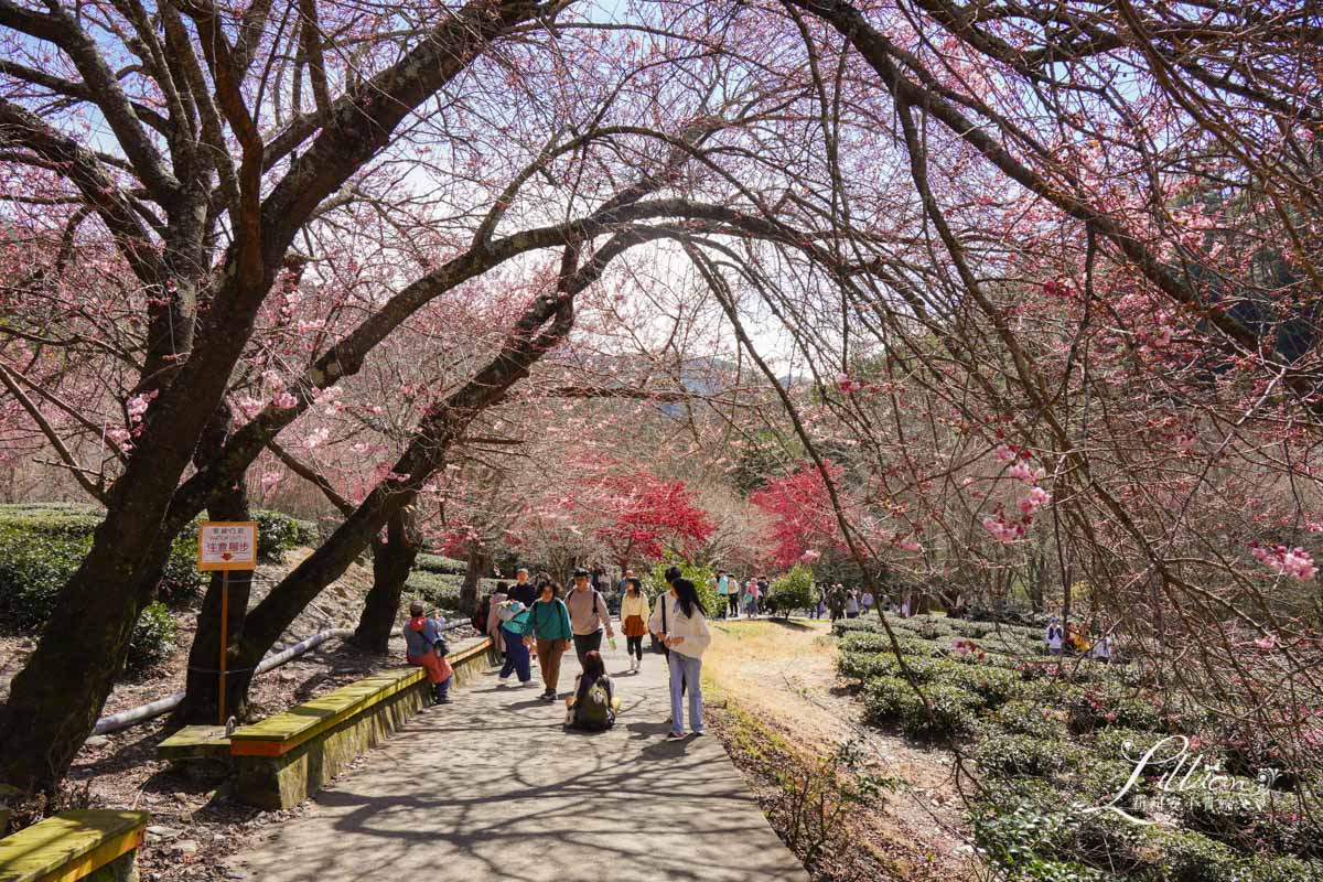 武陵農場, 武陵農場住宿, 武陵, 武陵農場櫻花季, 賞櫻, 台灣櫻花, 賞櫻花景點, 櫻花季, 台中景點推薦 武陵農場, 武陵農場住宿, 武陵, 武陵農場櫻花季, 賞櫻, 台灣櫻花, 賞櫻花景點, 櫻花季, 台中景點推薦