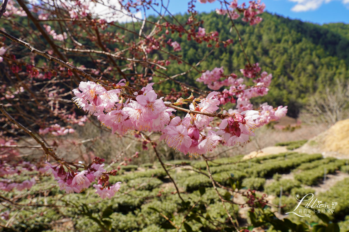 武陵農場, 武陵農場住宿, 武陵, 武陵農場櫻花季, 賞櫻, 台灣櫻花, 賞櫻花景點, 櫻花季, 台中景點推薦 武陵農場, 武陵農場住宿, 武陵, 武陵農場櫻花季, 賞櫻, 台灣櫻花, 賞櫻花景點, 櫻花季, 台中景點推薦