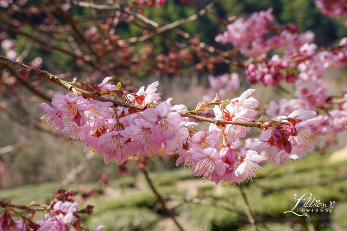 武陵農場, 武陵農場住宿, 武陵, 武陵農場櫻花季, 賞櫻, 台灣櫻花, 賞櫻花景點, 櫻花季, 台中景點推薦 武陵農場, 武陵農場住宿, 武陵, 武陵農場櫻花季, 賞櫻, 台灣櫻花, 賞櫻花景點, 櫻花季, 台中景點推薦