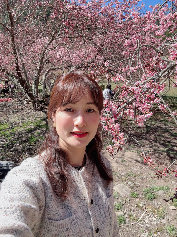 武陵農場, 武陵農場住宿, 武陵, 武陵農場櫻花季, 賞櫻, 台灣櫻花, 賞櫻花景點, 櫻花季, 台中景點推薦 武陵農場, 武陵農場住宿, 武陵, 武陵農場櫻花季, 賞櫻, 台灣櫻花, 賞櫻花景點, 櫻花季, 台中景點推薦