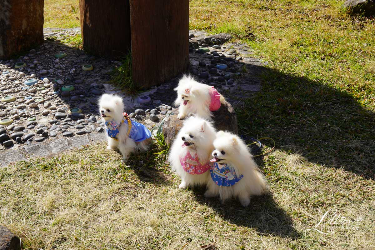 武陵農場, 武陵農場住宿, 武陵, 武陵農場櫻花季, 賞櫻, 台灣櫻花, 賞櫻花景點, 櫻花季, 台中景點推薦 武陵農場, 武陵農場住宿, 武陵, 武陵農場櫻花季, 賞櫻, 台灣櫻花, 賞櫻花景點, 櫻花季, 台中景點推薦
