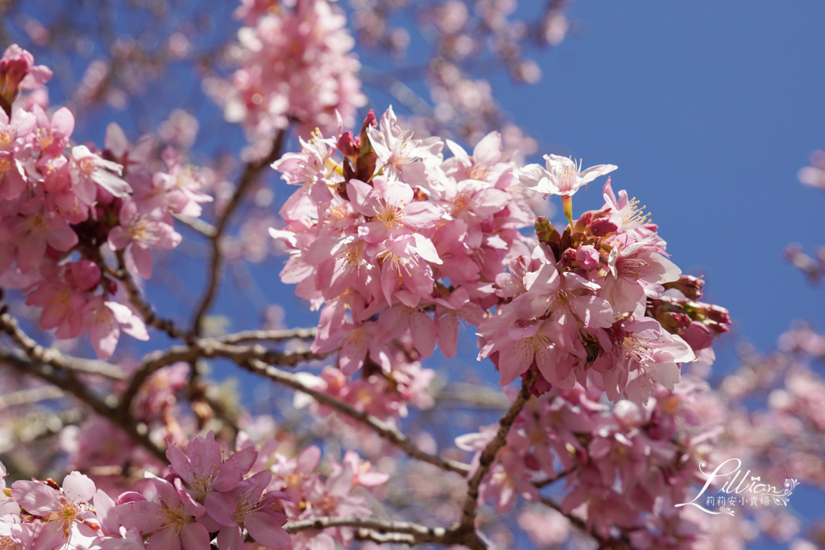 武陵農場, 武陵農場住宿, 武陵, 武陵農場櫻花季, 賞櫻, 台灣櫻花, 賞櫻花景點, 櫻花季, 台中景點推薦 武陵農場, 武陵農場住宿, 武陵, 武陵農場櫻花季, 賞櫻, 台灣櫻花, 賞櫻花景點, 櫻花季, 台中景點推薦