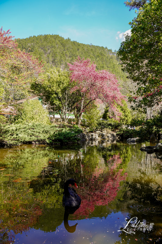 武陵農場, 武陵農場住宿, 武陵, 武陵農場櫻花季, 賞櫻, 台灣櫻花, 賞櫻花景點, 櫻花季, 台中景點推薦 武陵農場, 武陵農場住宿, 武陵, 武陵農場櫻花季, 賞櫻, 台灣櫻花, 賞櫻花景點, 櫻花季, 台中景點推薦