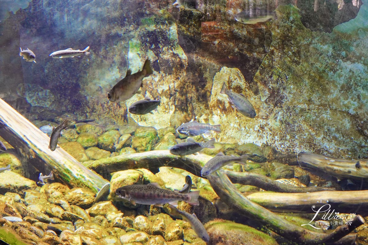 武陵農場, 武陵農場住宿, 武陵, 武陵農場櫻花季, 賞櫻, 台灣櫻花, 賞櫻花景點, 櫻花季, 台中景點推薦 武陵農場, 武陵農場住宿, 武陵, 武陵農場櫻花季, 賞櫻, 台灣櫻花, 賞櫻花景點, 櫻花季, 台中景點推薦