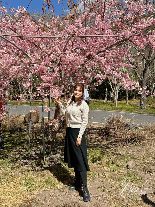 武陵農場, 武陵農場住宿, 武陵, 武陵農場櫻花季, 賞櫻, 台灣櫻花, 賞櫻花景點, 櫻花季, 台中景點推薦 武陵農場, 武陵農場住宿, 武陵, 武陵農場櫻花季, 賞櫻, 台灣櫻花, 賞櫻花景點, 櫻花季, 台中景點推薦