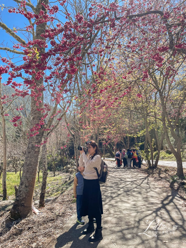 武陵農場, 武陵農場住宿, 武陵, 武陵農場櫻花季, 賞櫻, 台灣櫻花, 賞櫻花景點, 櫻花季, 台中景點推薦 武陵農場, 武陵農場住宿, 武陵, 武陵農場櫻花季, 賞櫻, 台灣櫻花, 賞櫻花景點, 櫻花季, 台中景點推薦