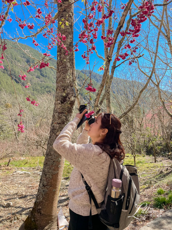 武陵農場, 武陵農場住宿, 武陵, 武陵農場櫻花季, 賞櫻, 台灣櫻花, 賞櫻花景點, 櫻花季, 台中景點推薦 武陵農場, 武陵農場住宿, 武陵, 武陵農場櫻花季, 賞櫻, 台灣櫻花, 賞櫻花景點, 櫻花季, 台中景點推薦